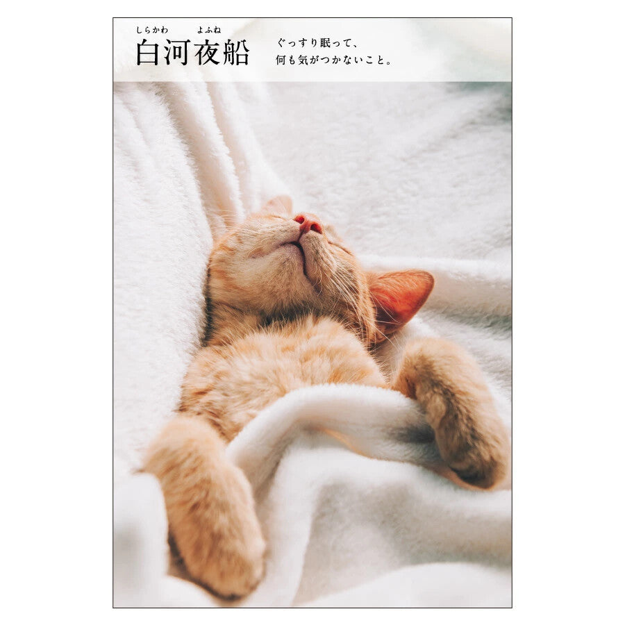 貓四字熟語明信片 白河夜船