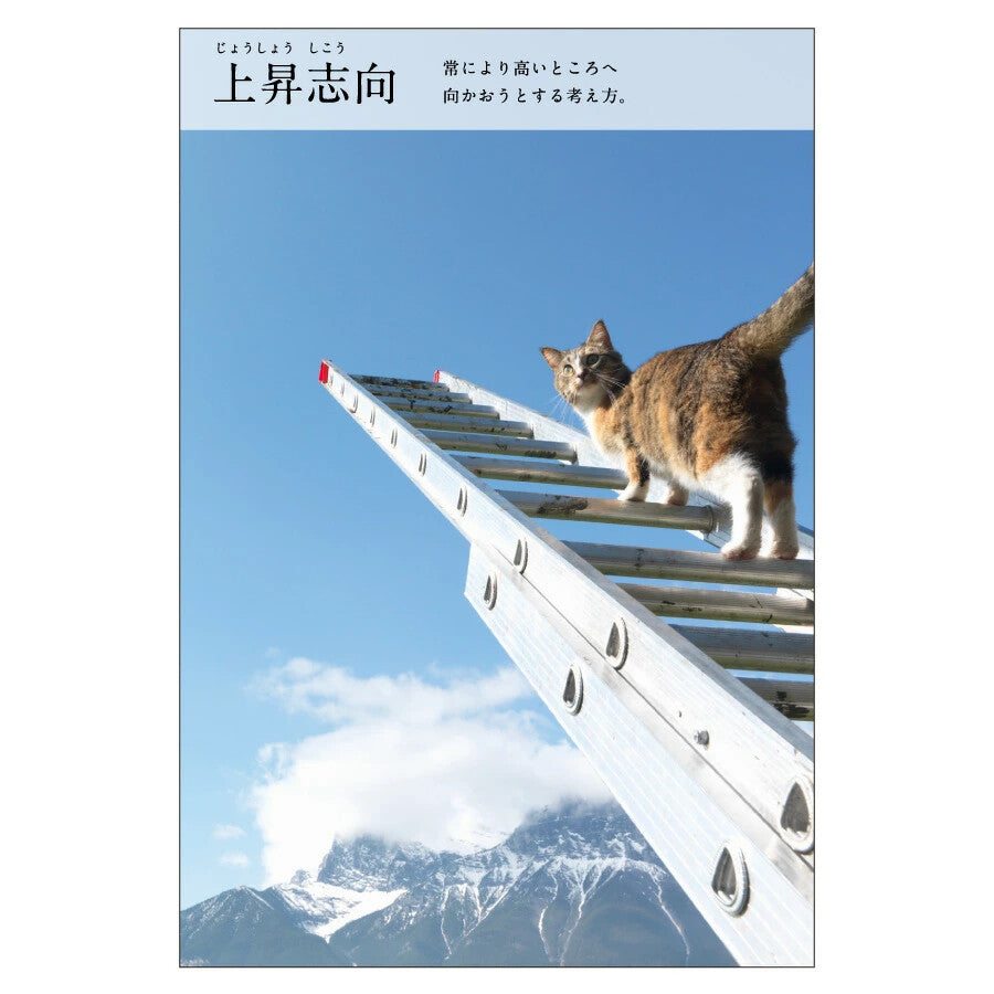 貓四字熟語明信片 上昇志向