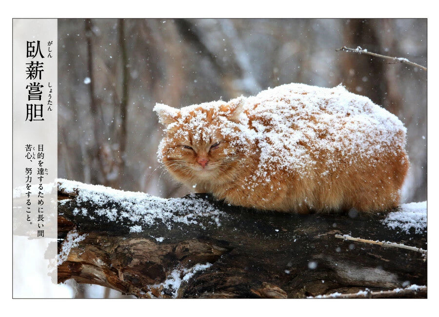 貓四字熟語明信片 卧薪嘗胆